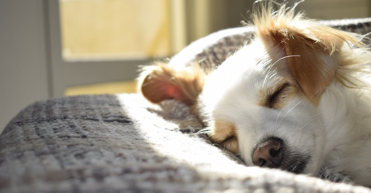 découvrez l'importance du sommeil pour votre santé et votre bien-être. apprenez des astuces pour améliorer la qualité de votre sommeil et plonger dans un monde de rêves reposants.