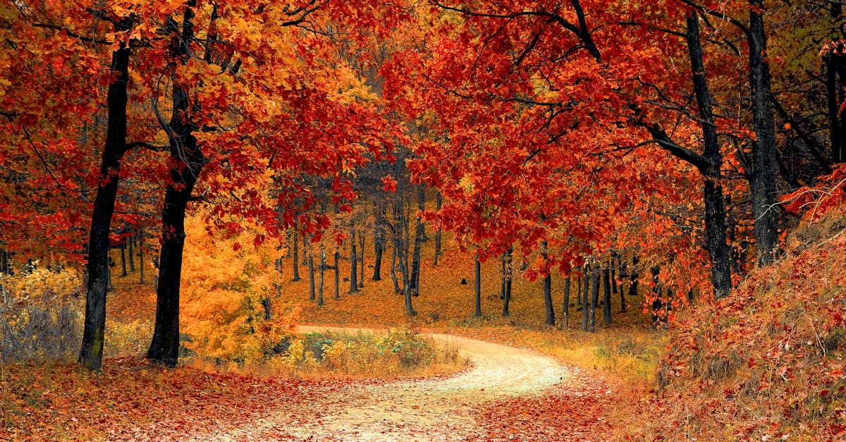 découvrez tout sur la saison de l'automne : ses couleurs, ses traditions, ses activités et les meilleurs conseils pour en profiter pleinement.