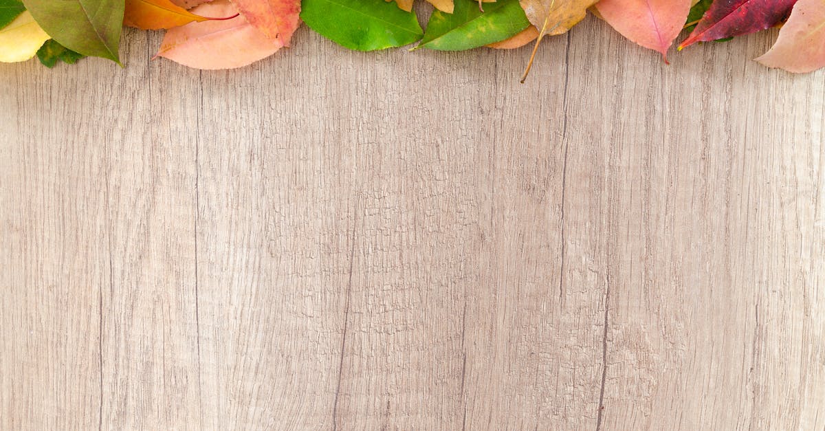 découvrez la saison de l'automne : ses couleurs chaleureuses, ses traditions et les activités à ne pas manquer pendant le fall. conseils et inspirations pour profiter pleinement de cette période unique de l'année.