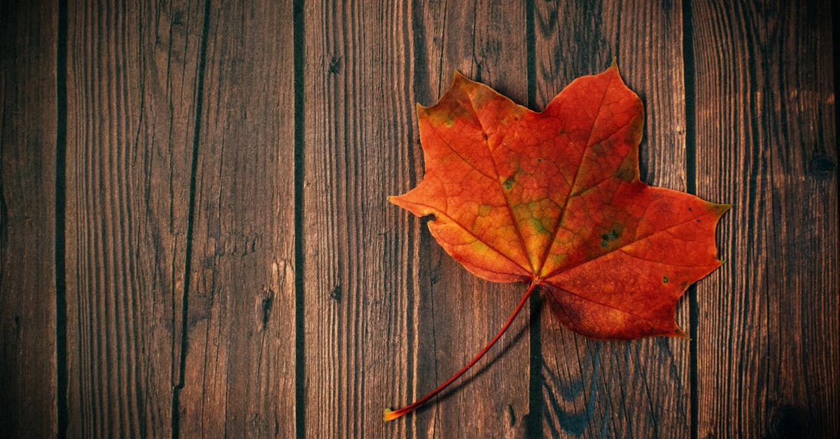découvrez la saison d'automne : ses couleurs chaleureuses, ses activités emblématiques et ses conseils pour profiter pleinement de cette période magique de l'année.