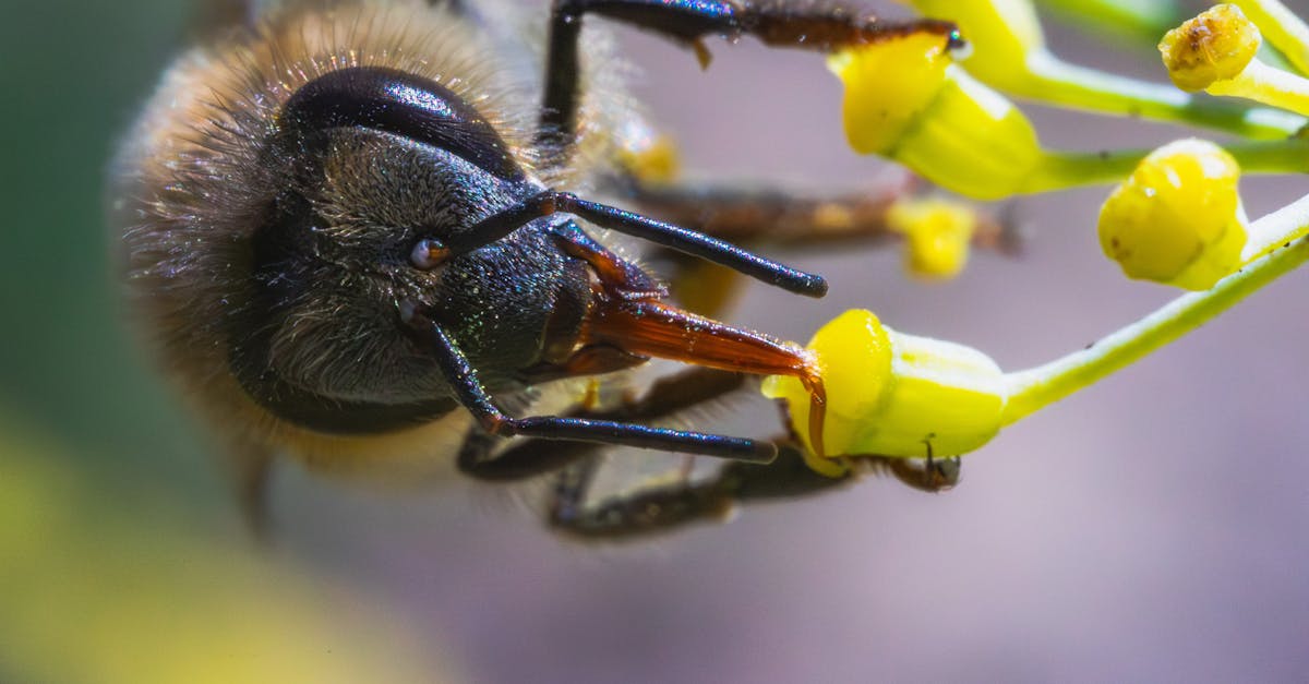 découvrez le cycle de vie, une exploration fascinante des étapes de développement des organismes, de la naissance à la reproduction, et leur impact sur l'environnement. apprenez comment chaque phase contribue à l'équilibre de la nature.