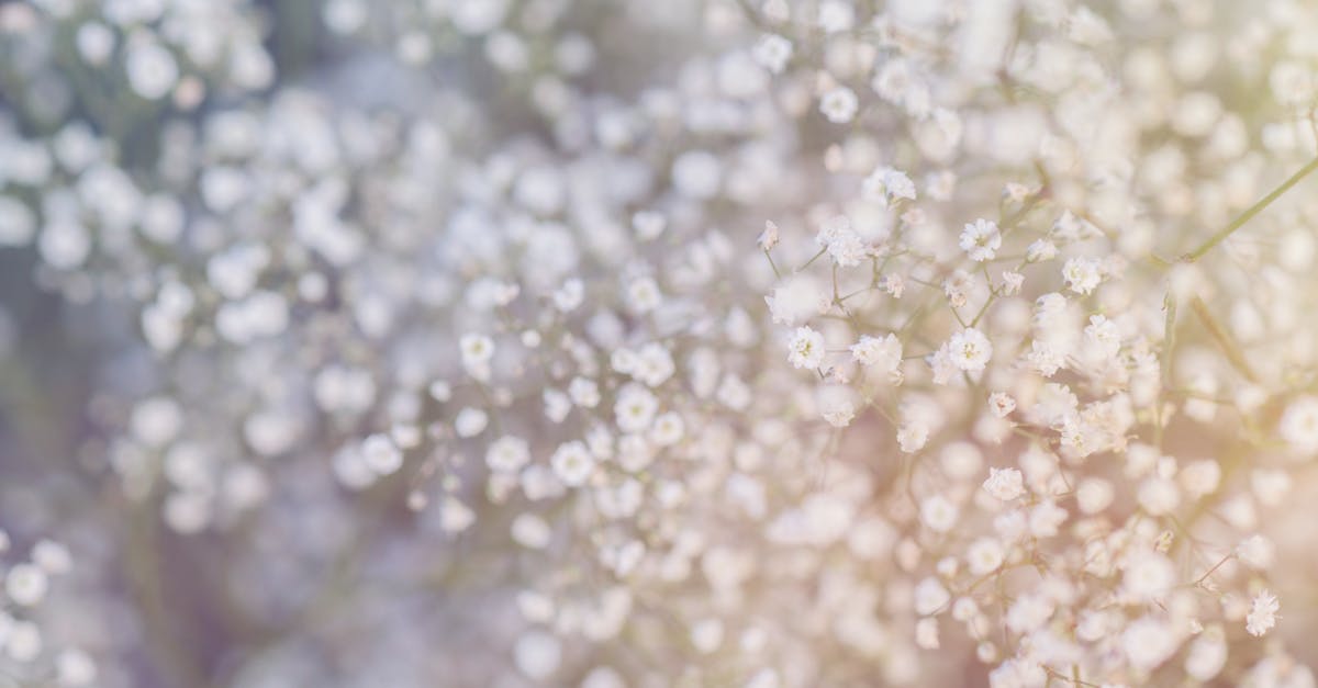 organisez un mariage nature inoubliable : conseils pour une cérémonie en plein air, idées de décoration écologique, inspirations bohèmes et astuces pour une réception champêtre chic.