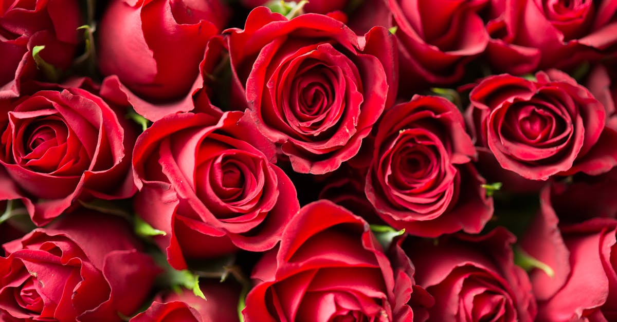 découvrez l’univers envoûtant de la romance : histoires d’amour, émotions intenses et rencontres passionnées. explorez des récits captivants pour rêver, vibrer et voyager au cœur des sentiments.
