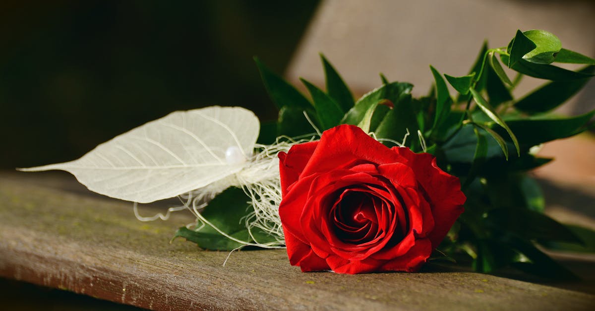 découvrez un univers envoûtant de romance où les émotions, les relations et les passions se mêlent pour vous offrir des histoires touchantes et inoubliables.