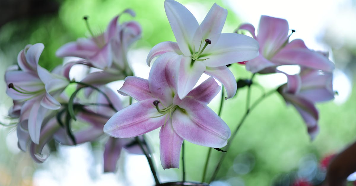 découvrez comment créer un vase unique en papier-mâché, une décoration artisanale facile à réaliser pour embellir votre intérieur.