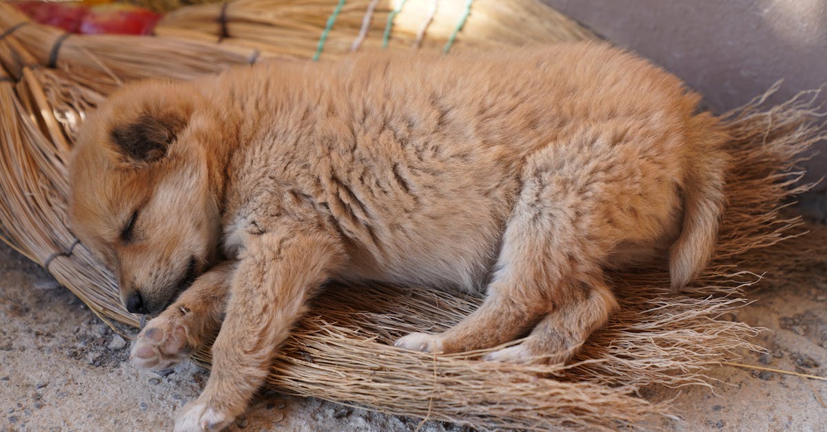 découvrez les principaux défis du sommeil pendant la grossesse et des conseils pour mieux dormir tout au long de cette période unique.