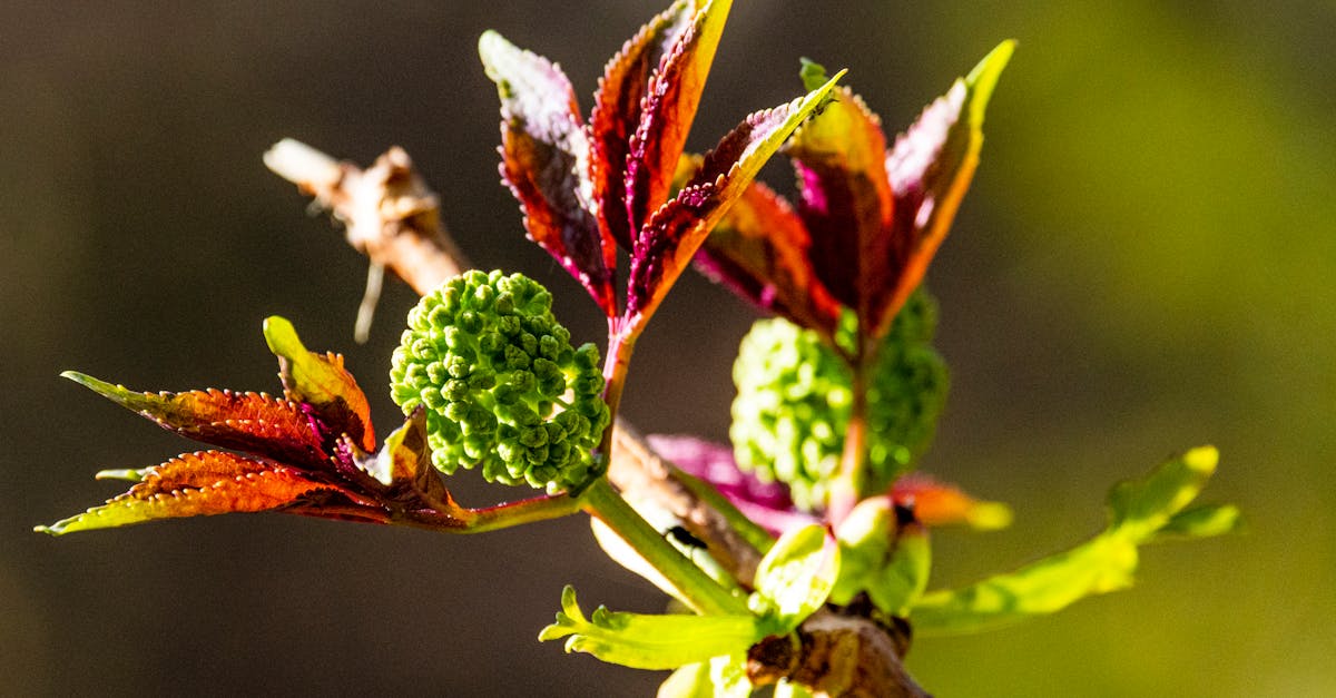célébrez votre amour avec une cérémonie de renouvellement de vœux, une occasion spéciale pour renforcer vos engagements et revivre la magie de votre mariage.